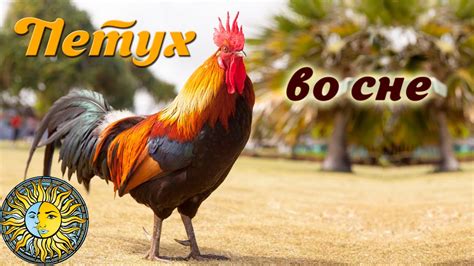 Петух во сне