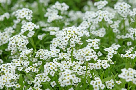 Alyssum
