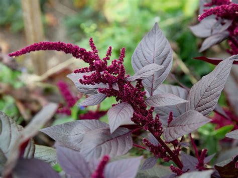 Amaranth