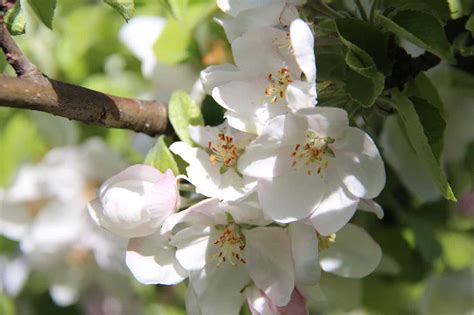 Apple Blossoms