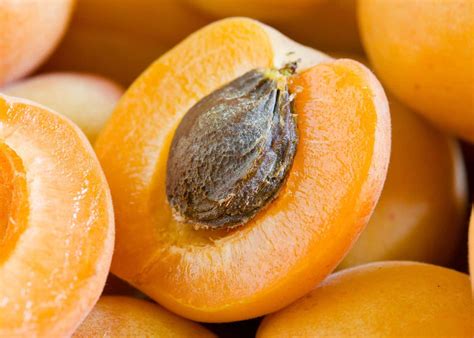 Apricot