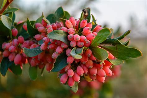 Barberry