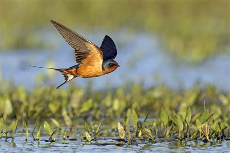 Barn Swallow Facts