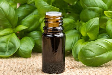 Basil Essential Oil Benefits