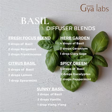 Basil Essential Oil Diffuser Blends