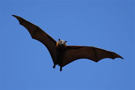 Bat