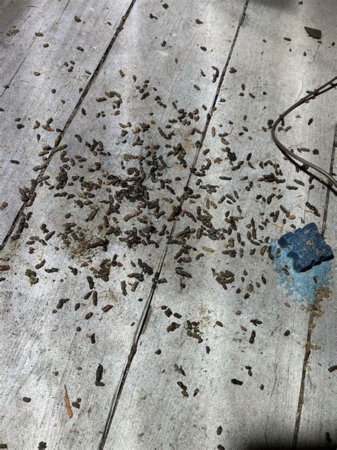 Bat dropping analysis