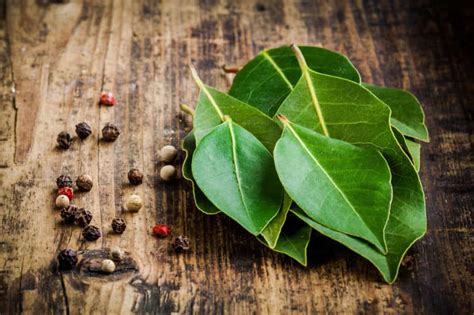 Bay Leaves