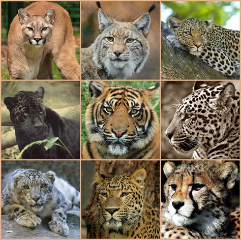 Big Cats