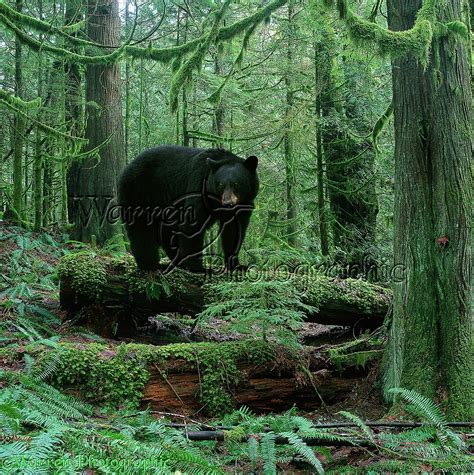 Black Bear in Forest