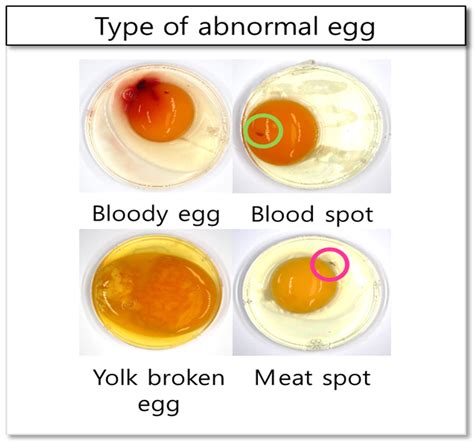 Blood Type and Egg Quality