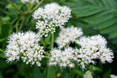 Boneset