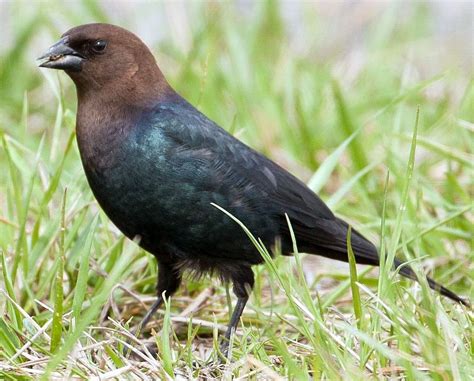 Brown-headed Cowbird