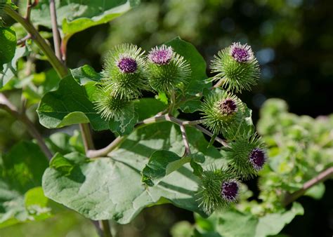 Burdock