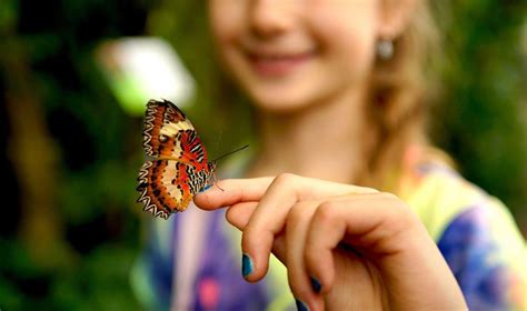 Butterfly lands on hand