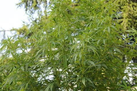 Cannabis Sativa Plant