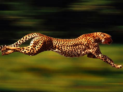 Cheetah Running