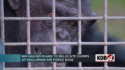 Chimpanzees at Holloman Air Force Base