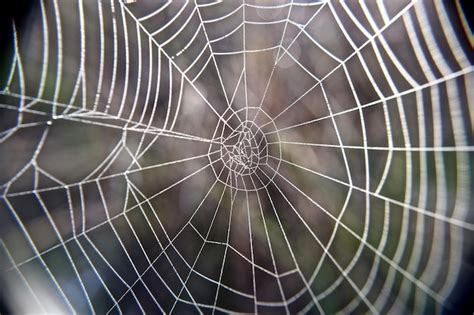 Close up of spider web threads