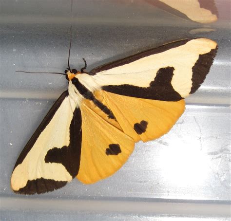 Clymene Moth