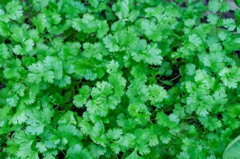 Coriander
