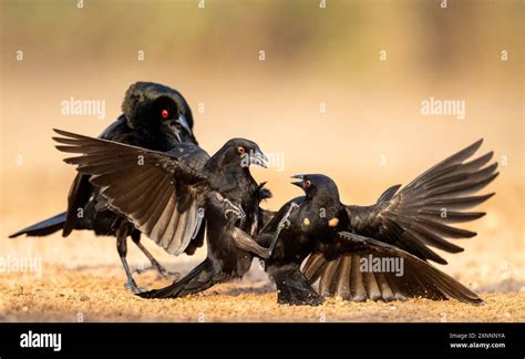 Cowbird mating display