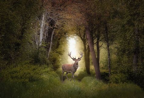 Deer in a forest