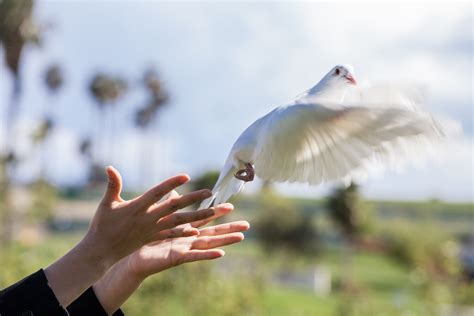 Dove Release