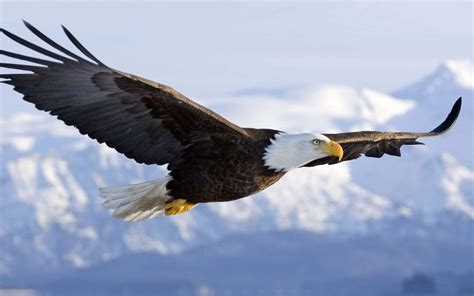 Eagle Soaring