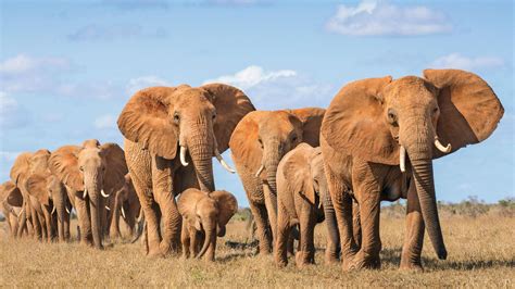 Elephant Family