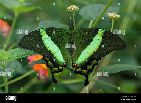 Emerald Swallowtail Butterfly