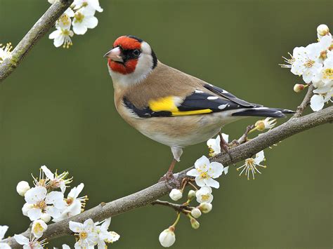 European Goldfinch