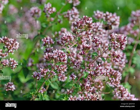 Flowering Oregano
