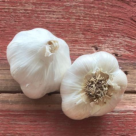 Garlic Bulbs