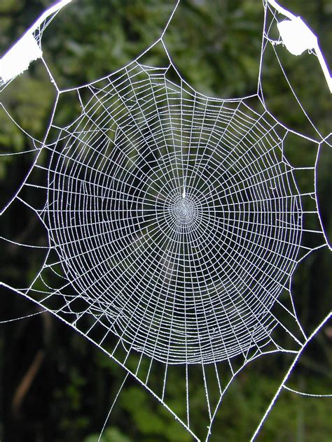 Geometry of Spider Web