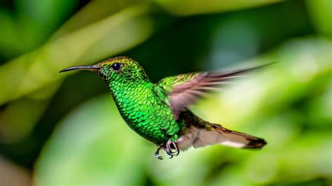 Green Hummingbird