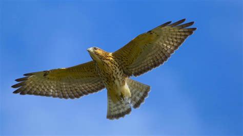 Hawk in Flight
