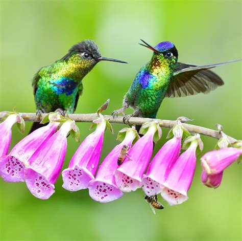 Hummingbird and Flowers