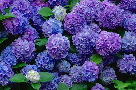 Hydrangea Flowers