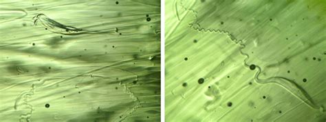 Inclusions in Moldavite