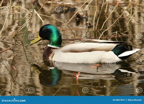 Mallard Duck in Pond