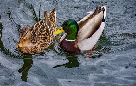 Mallard Ducks