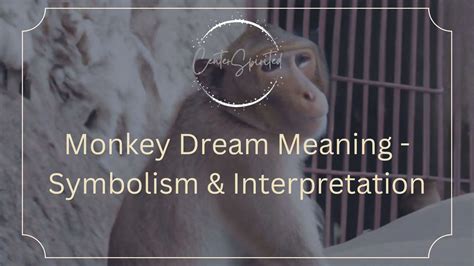 Monkey Dream Interpretation