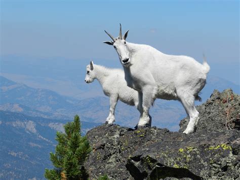 Mountain Goat