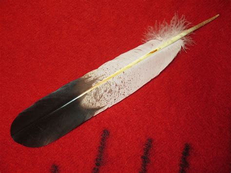 Native American Eagle Feathers