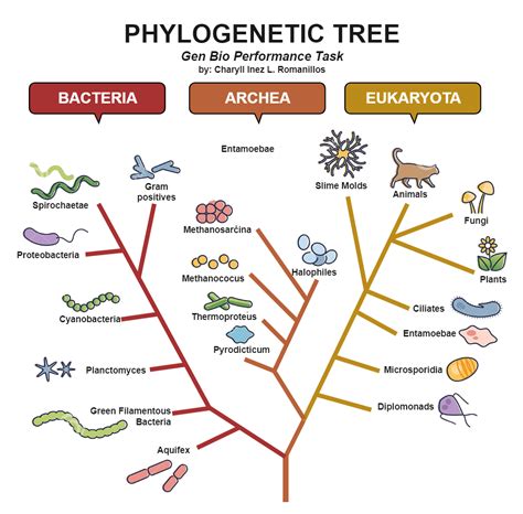 Phylogenetic tree