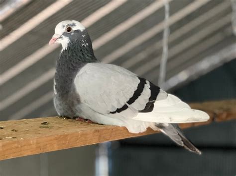 Pigeon