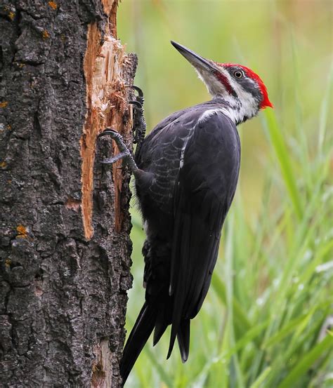 Pileated-Woodpecker