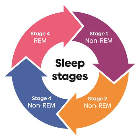 REM Sleep Cycle