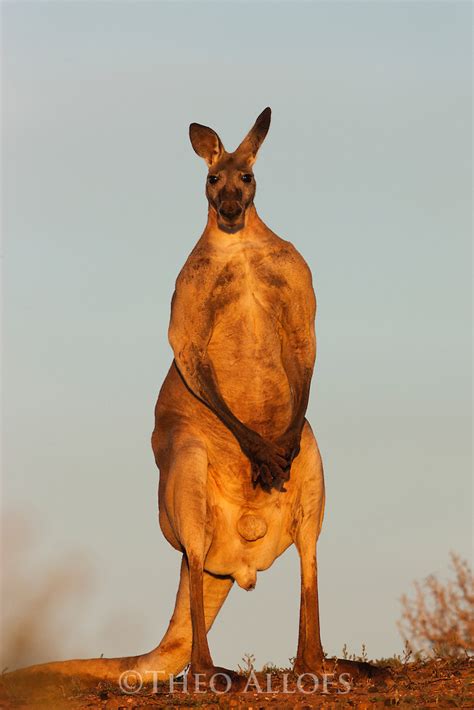 Red kangaroo standing